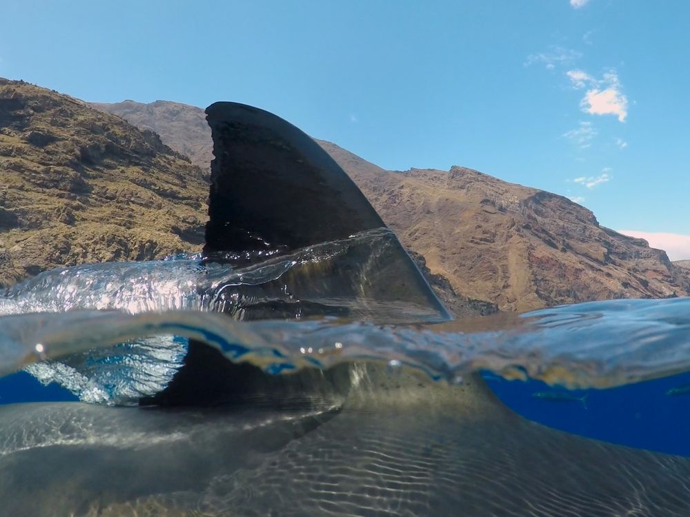 Great white shark fin