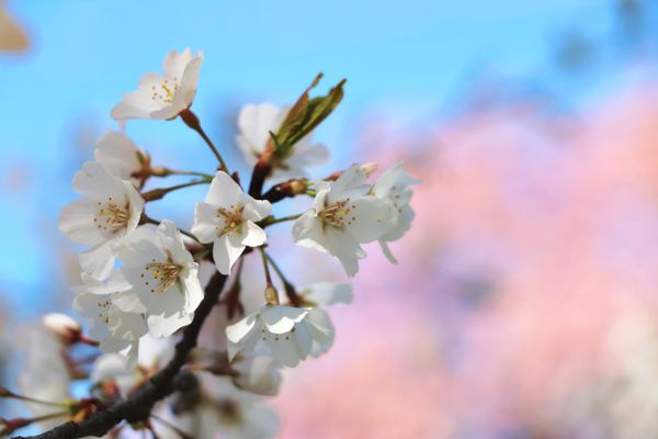 Blossom bloom closeup thumbnail