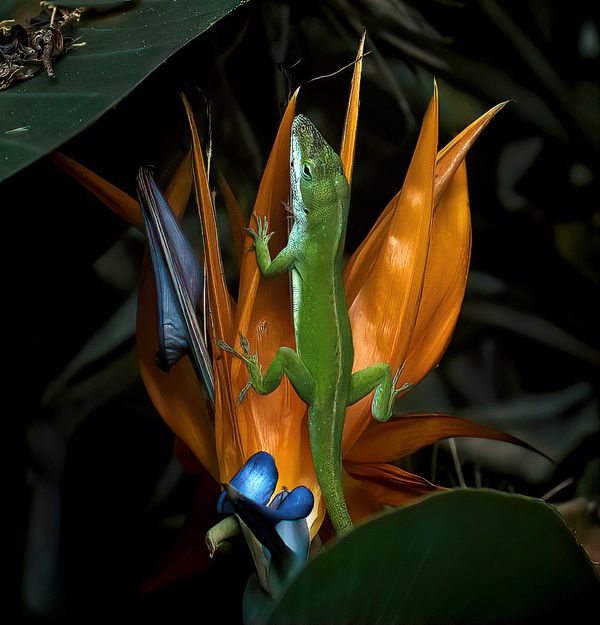 A Carolina anole on a bird of paradise plant thumbnail
