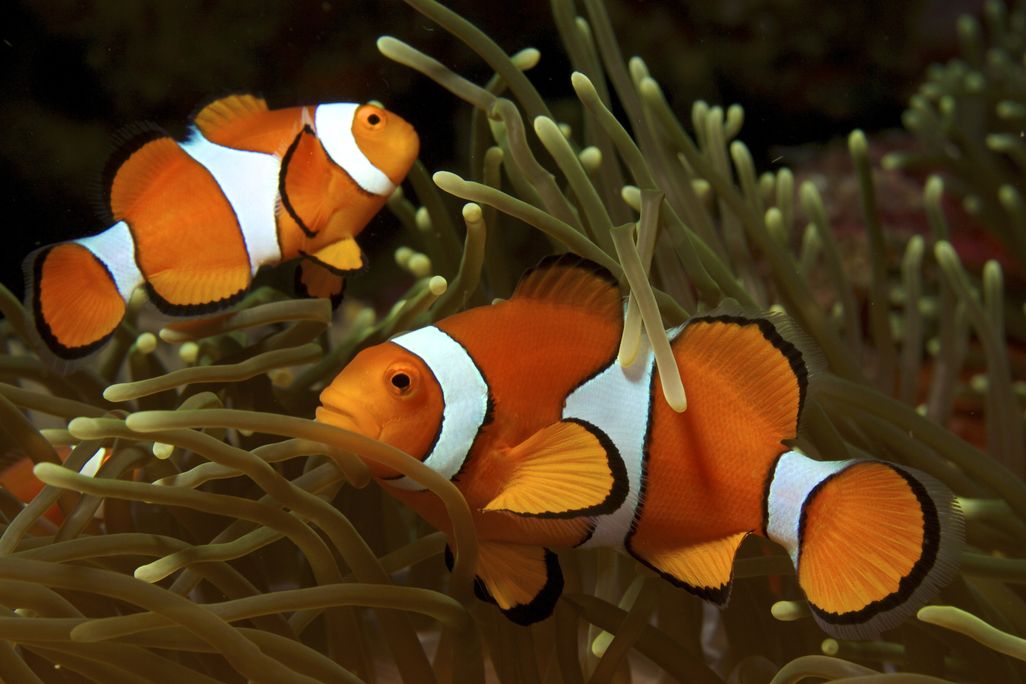 Two common clownfish, one facing left and one facing right, swim in a golden anemone