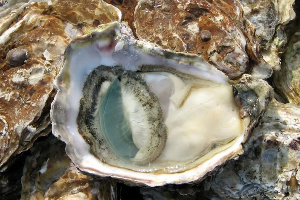 open_oyster_lyon_market.jpg