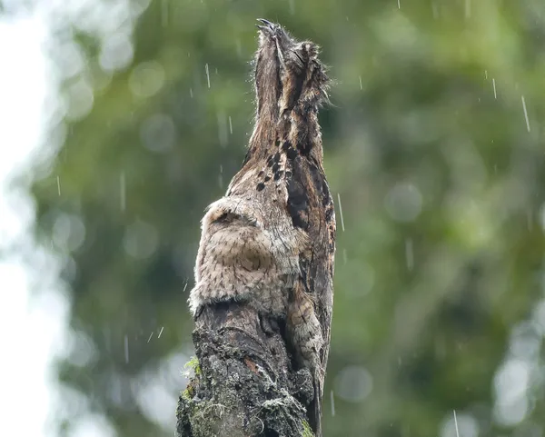 Common Potoo mother shielding fledling from rain thumbnail