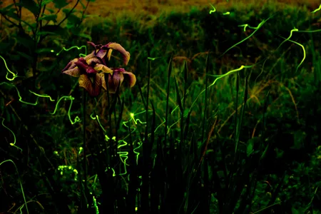 Every species lights up the night in its own unique sequence of patterns, colors and flashes.