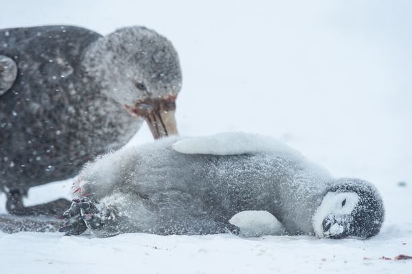 Emperor penguin chick tragedy thumbnail