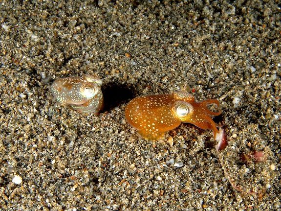 20130612095025800px-Euprymna_scolopes_Bobtail_squid.jpg