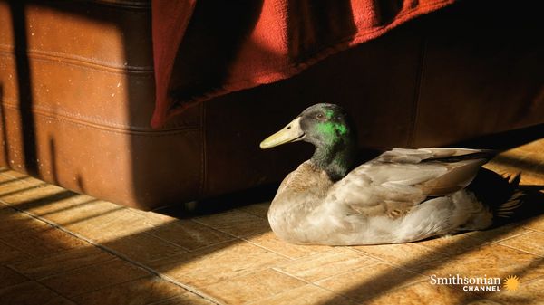 Preview thumbnail for This Duck’s Unusual Upbringing Explains His Fear of Water