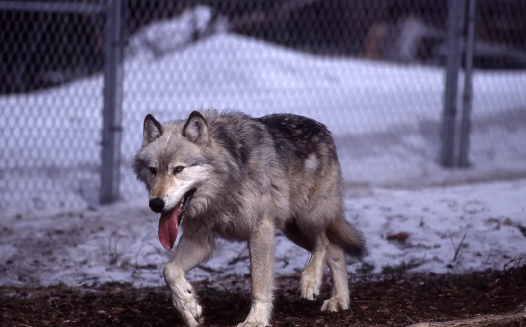 a gray wolf walks in front of a chain-link fence