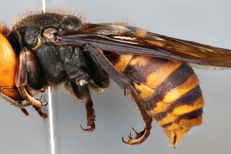 The Asian Giant Hornet, Vespa mandarinia, can grow up to two inches long and is a species not native to North America. The National Insect Collection, co-curated by the Smithsonian National Museum of Natural History and the United States Department of Agriculture (USDA), houses one of the first specimens collected in North America (Michael Gates, USDA).