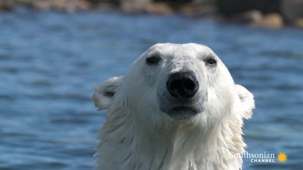 Preview thumbnail for Polar Bear Goes After a Young Beluga Calf