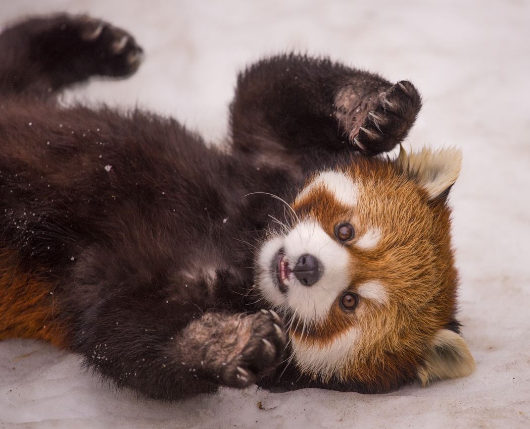 fluffy red panda