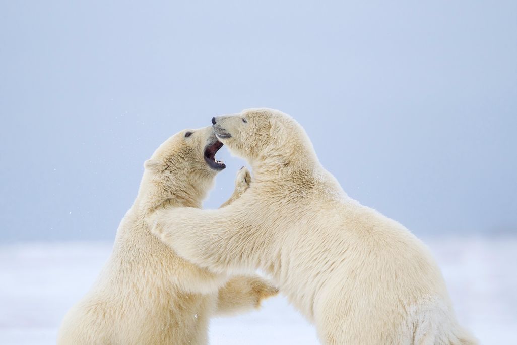 Polar Bear 42-55456522.jpg