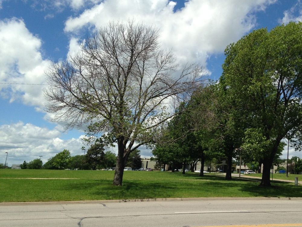 An image of a ash tree with emerald ash borer damage next to a healthy tree