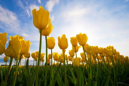 Flower power—how viable an option is it?