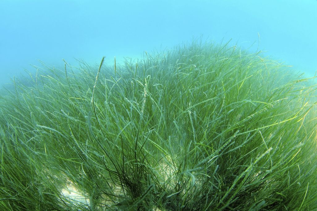 seagrass