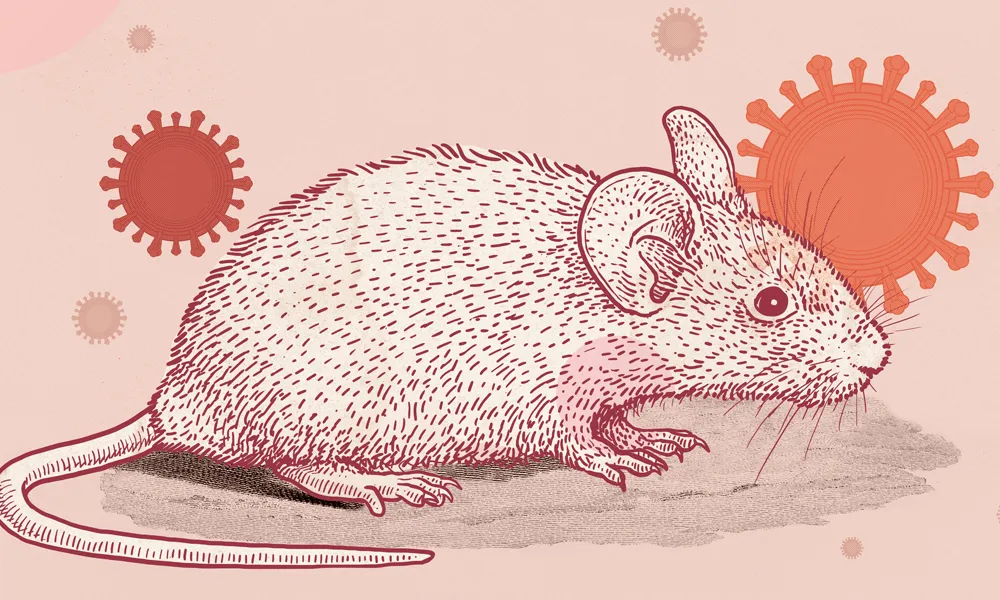 Illustration of a mouse with coronaviruses in the background