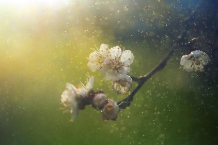 That's some bad news for hay fever sufferers.