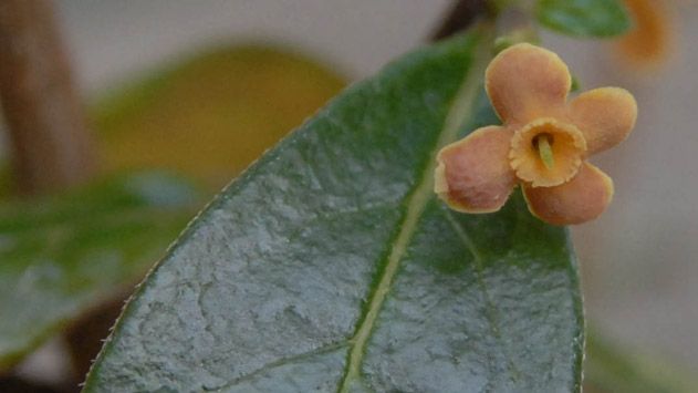 Pribby (Rondeletia buxifolia)