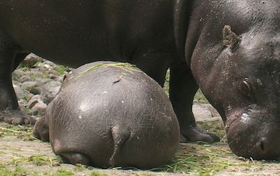 The endangered pygmy hippopotamus reproduces well in captivity