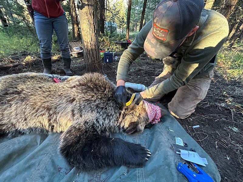 Tagging a Grizzly Bear