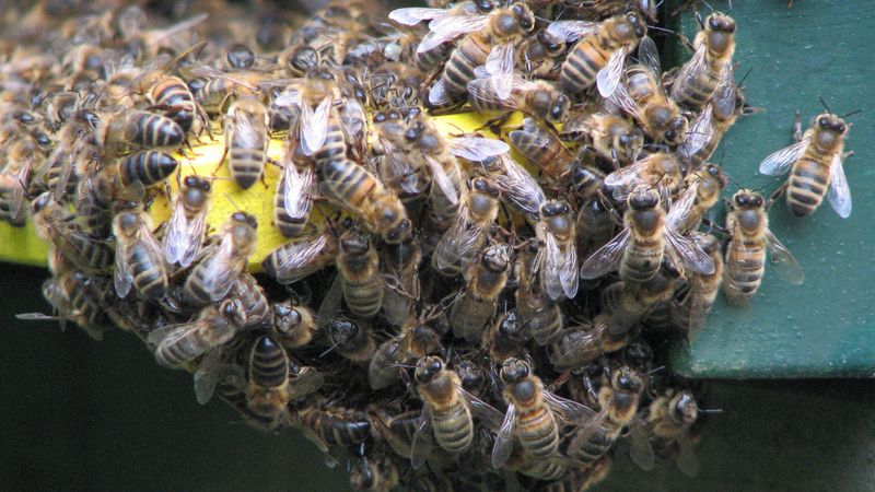 Un-bee-lievable: Bee swarm delays Astros' 7-2 win - The San Diego  Union-Tribune