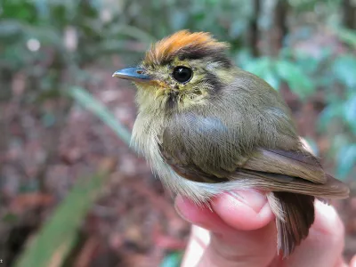 A researcher holds a golden-crowned spadebill in Brazil. Seventy-seven rainforest bird species in the country&nbsp;showed a decrease in body weight over the last four decades.