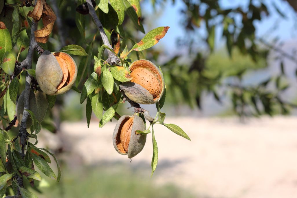 Close up of almonds hanging from the branches of an almond tree