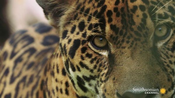Preview thumbnail for This Footage of Jaguars in Panama Could Save Their Lives