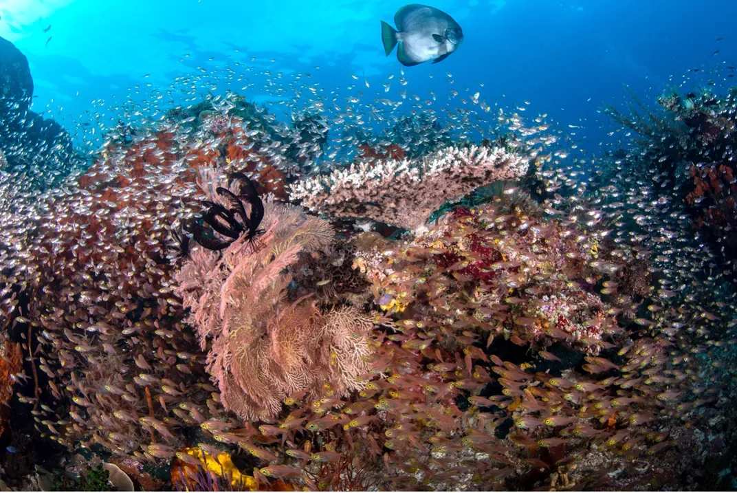 A fish swims above