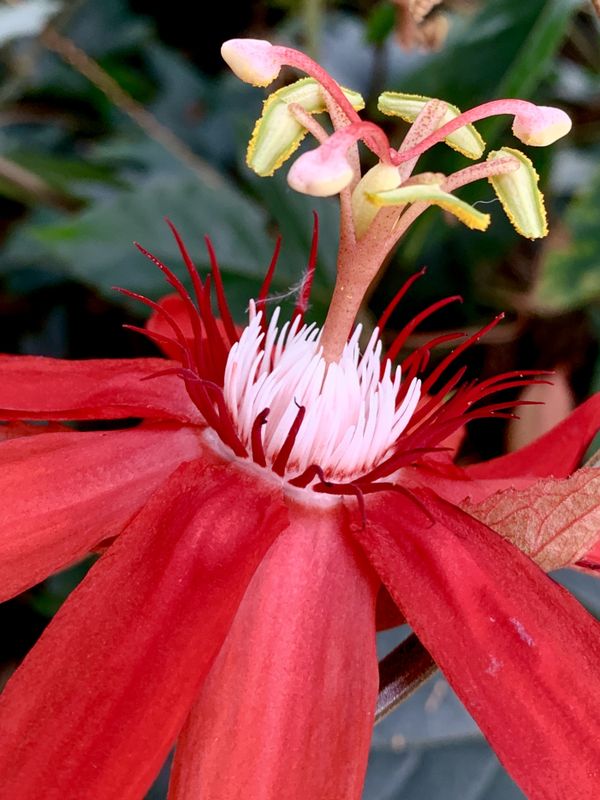 Tropical flower at NY Botanical Garden thumbnail