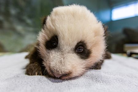 The cub's new name is Xiao Qi Ji (SHIAU-chi-ji), or "little miracle."