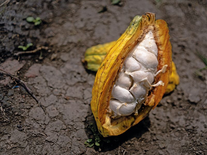 La culture du cacao - Never dy