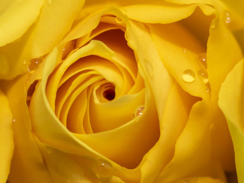 Golden Ratio Rose Smithsonian Photo Contest Smithsonian Magazine