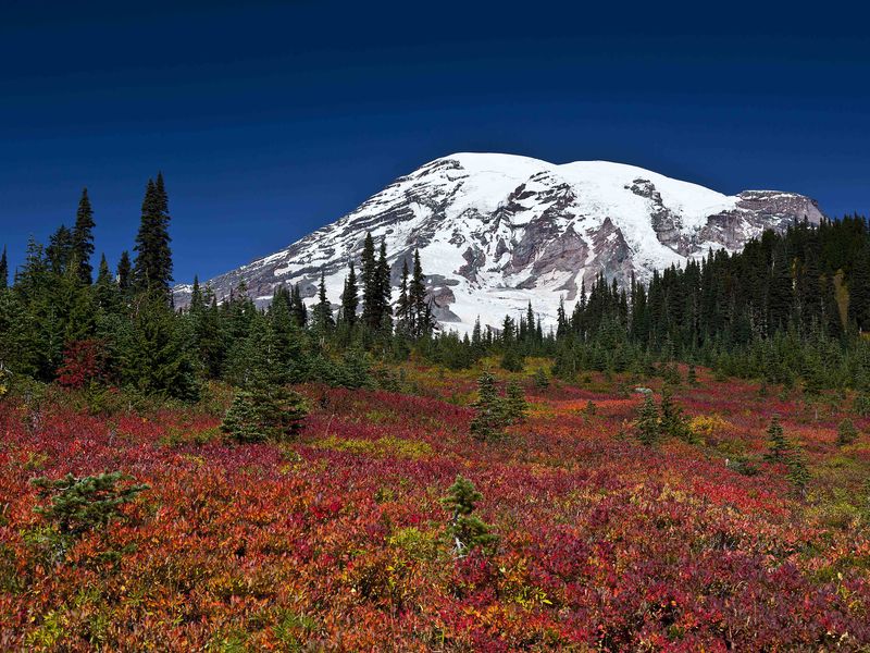 Huckleberry bushes in the autumn with Mt. Rainier in the background ...