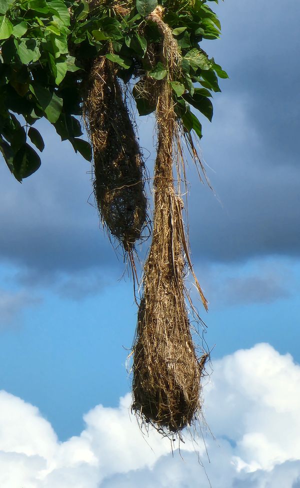 Weaver Bird Nests in the Amazon Rain Forest thumbnail