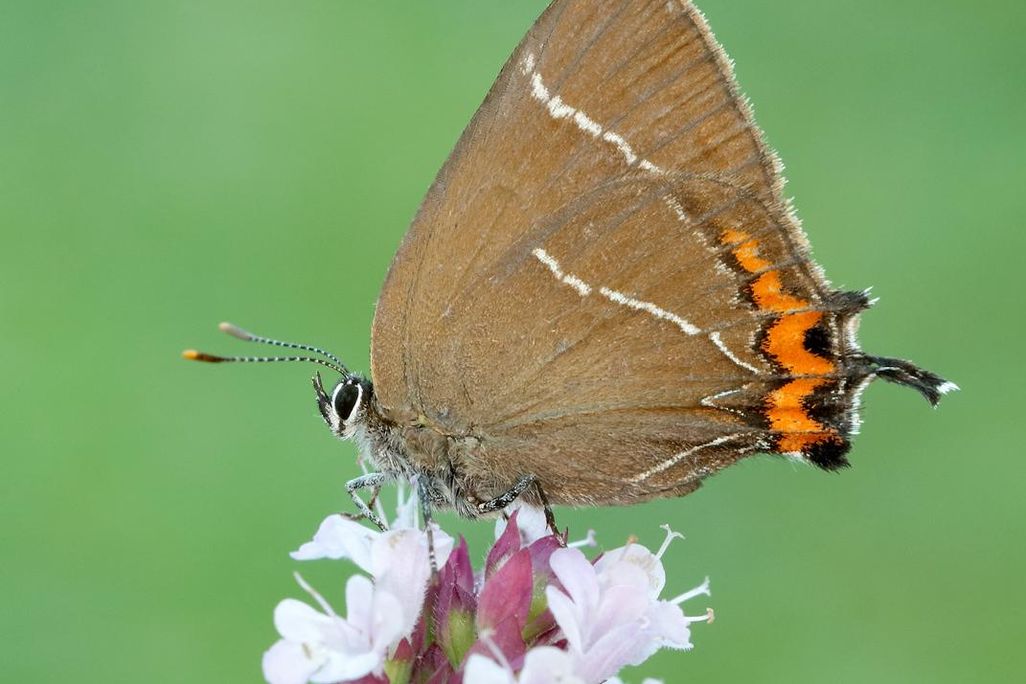 White-letter-Hairstreak_credit Iain H Leach.jpg