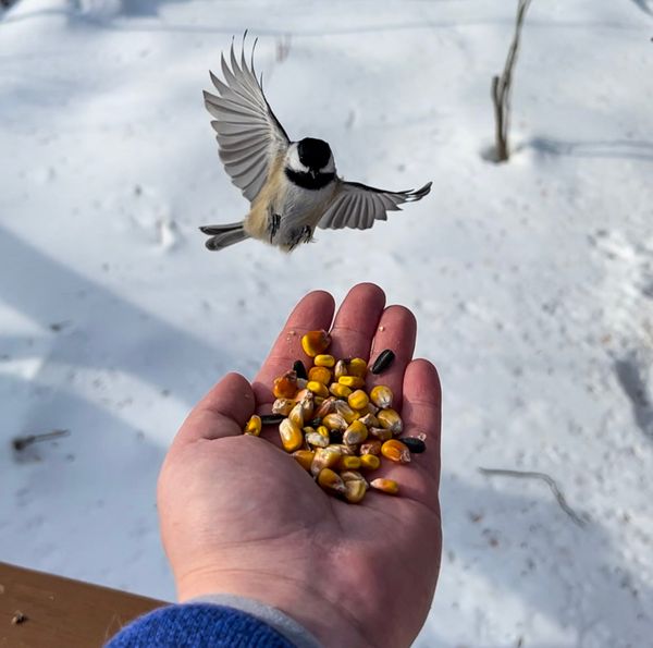 Chickadee landing for a snack. thumbnail