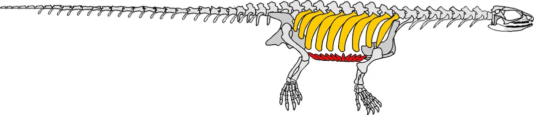 Pappochelys' skeleton, viewed from the side, with turtle-elucidating rib and belly bones highlighted. Photo: Rainer Schoch