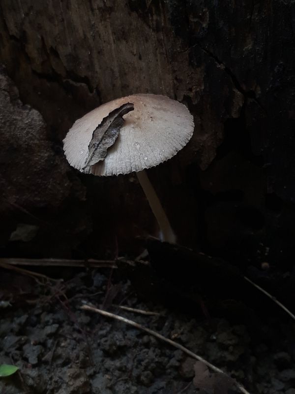 Mushroom in my garden thumbnail