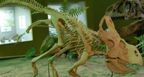 A reconstruction of Protoceratops at the Wyoming Dinosaur Center in Thermopolis, WY