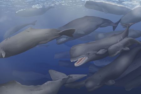 In this artistic reconstruction, a pod of Albicetus travel together through the Miocene Pacific Ocean, surfacing occasionally to breathe.