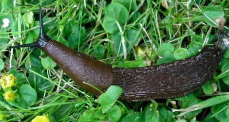 Earthworms may have declined by a third in UK, study reveals