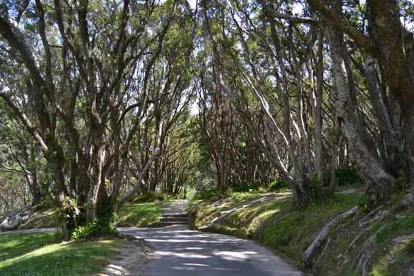 Treelined path in Wellington thumbnail