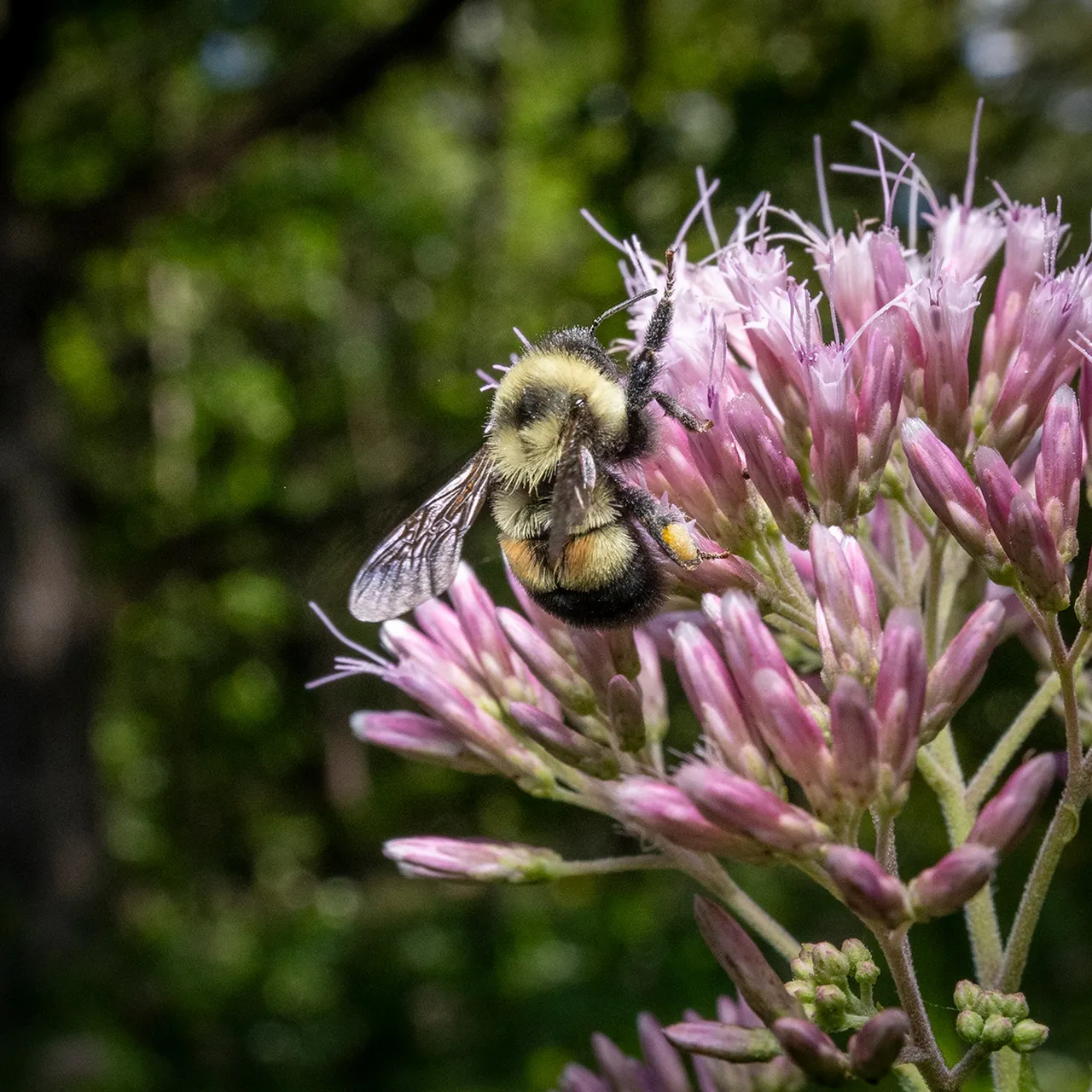 Bug Othe Week Rustypatched Bumble Bee Riveredge Nature Center