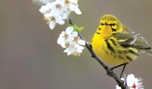 A prairie warbler greets the spring in New Jersey. PHOTO Cameron Darnell