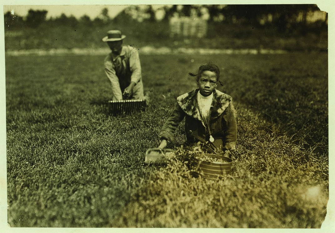 Cranberry picking