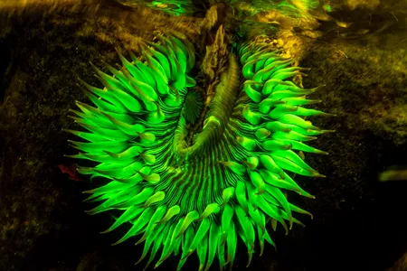 A sunburst anemone (Anthopleura sola) fluoresces under ultraviolet light. Anemones eat prey that gets trapped in their sticky oral disk.