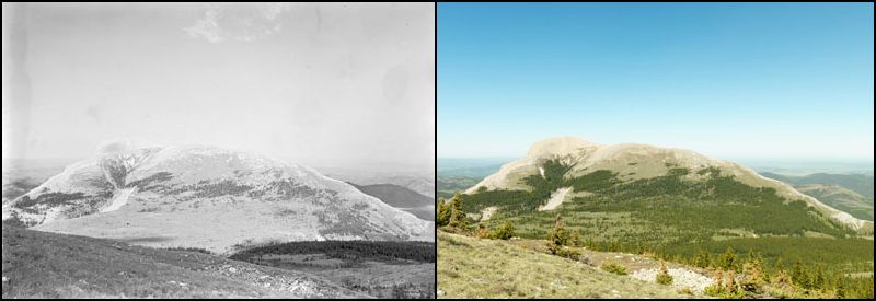 A hilltop in the Crowsnest Forest Reserve, Alberta, Canada, taken in 2008 shows noticeably more trees than its counterpart image in 1931. 