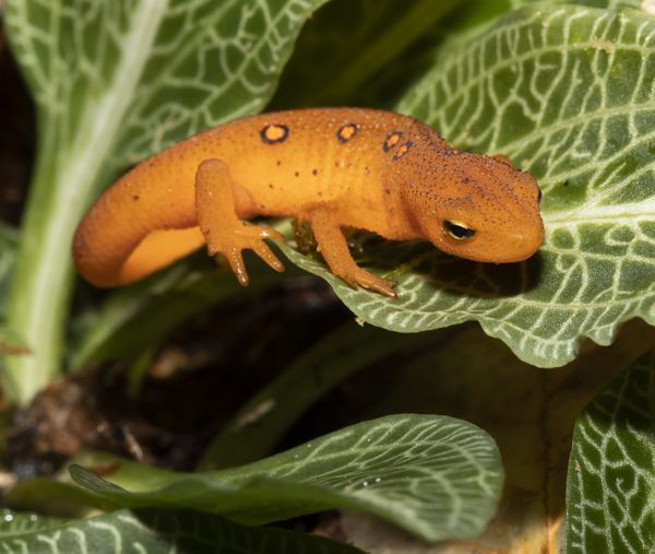 Red Eft on orchid leaves thumbnail
