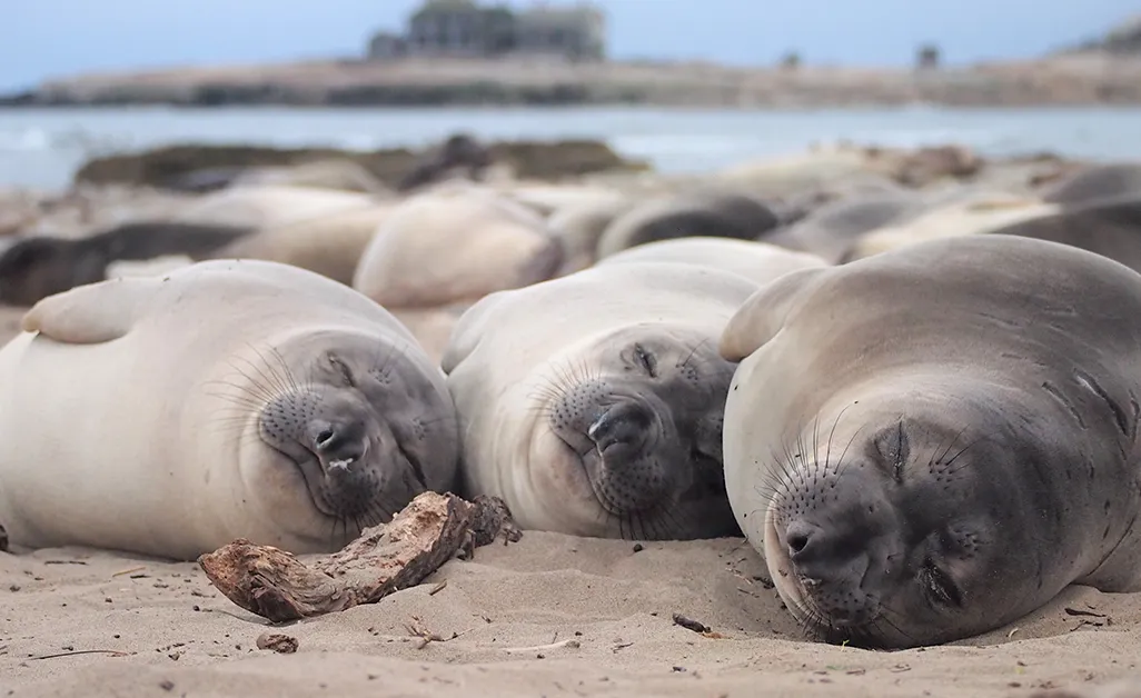 Sleeping Seals on a beach