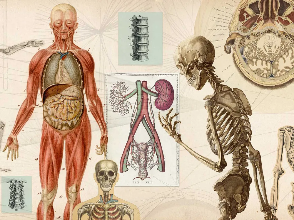 Human Skeleton and Other Organs